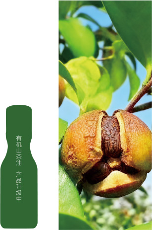有机山茶油